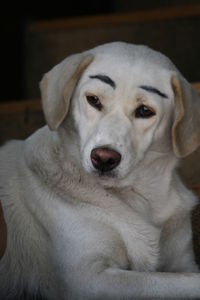 Close-up portrait of dog