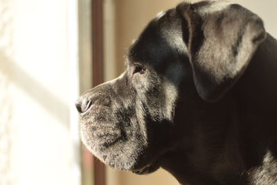 Close-up of cane corso