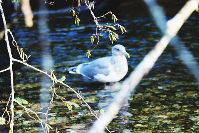 Close-up of swan swimming in lake