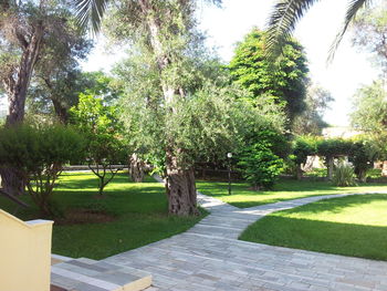 View of green trees in park