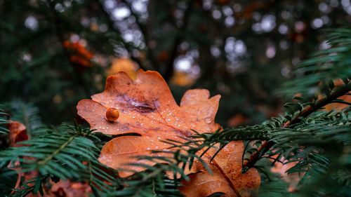 Close-up of orange leaves on tree in forest