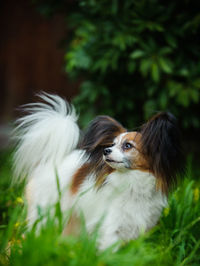 Close-up of dog outdoors