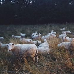 Sheep in a field