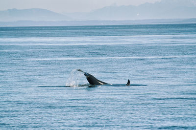 View of  wale swimming in the sea 