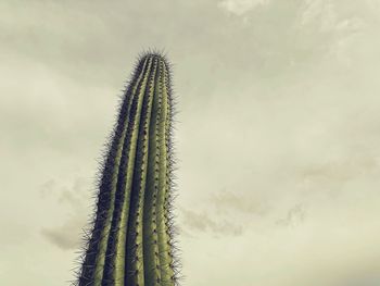 Low angle view of cactus plant against sky