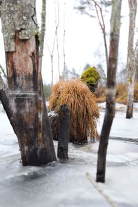 Close-up of tree trunk in snow