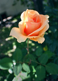 Close-up of rose