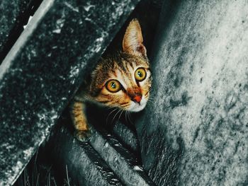 Portrait of tabby cat