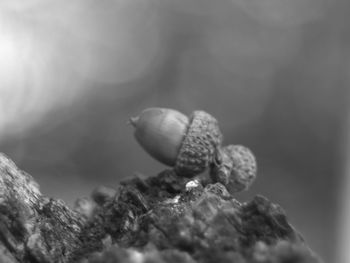 Close-up of shells on rock