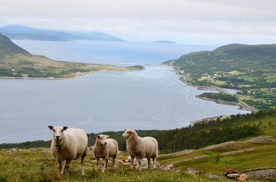 View of sheep on shore
