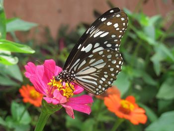 Butterfly on flower