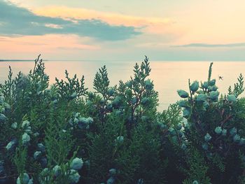 Scenic view of sea against sky during sunset