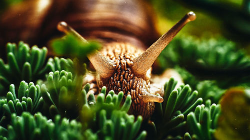 Close-up of snail on plant