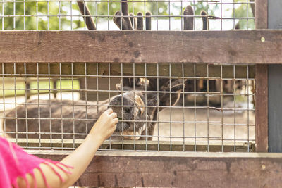 A woman feeds a deer through a net. zoo, mini farm