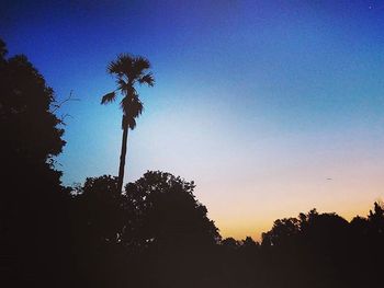 Low angle view of palm trees against sky