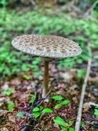 Close-up of mushroom growing in forest