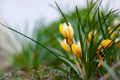 Close-up of yellow flowering plant on field