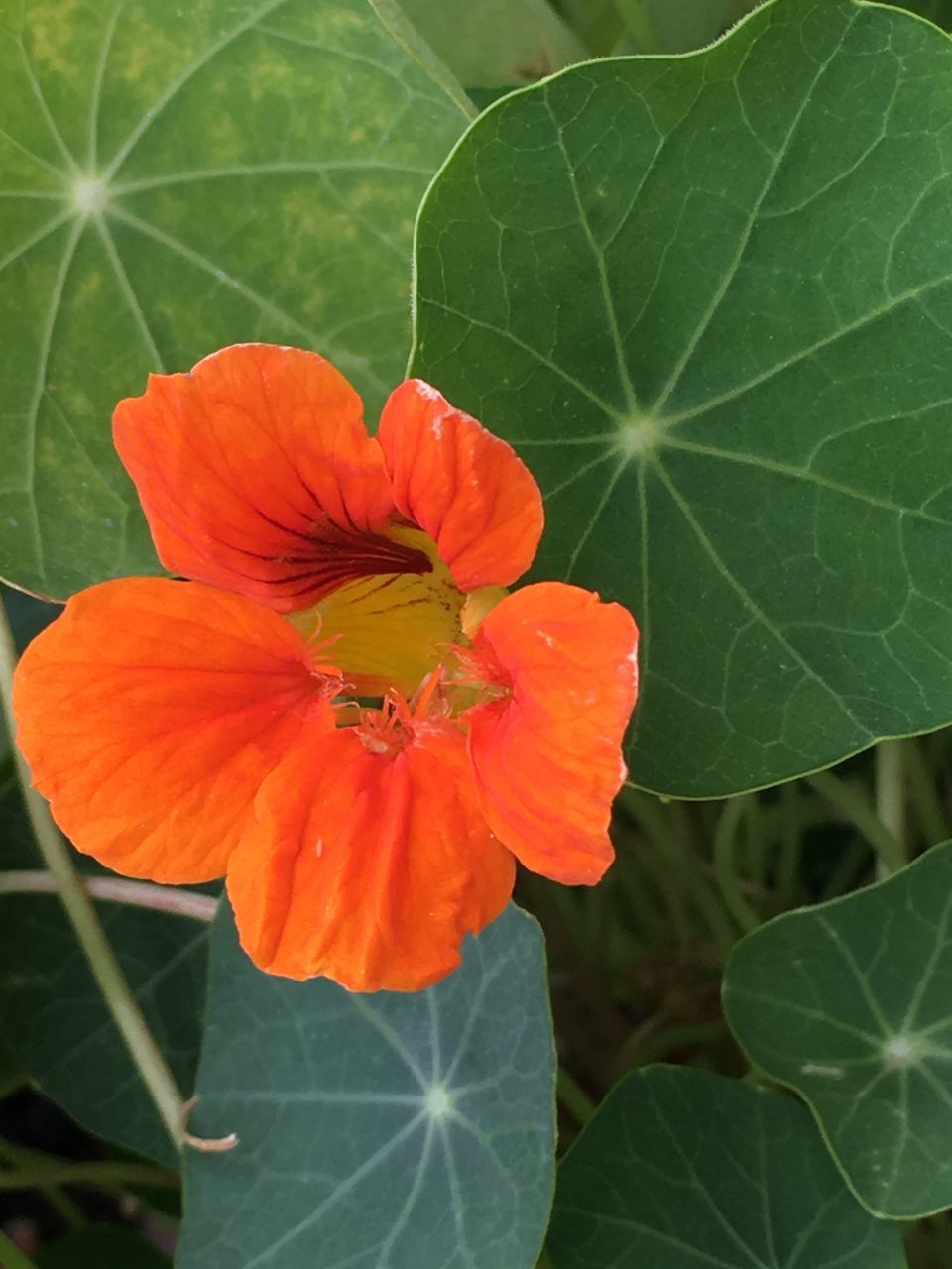 CLOSE-UP OF ORANGE FLOWERING LEAVES