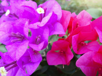 Close-up of flowers blooming outdoors