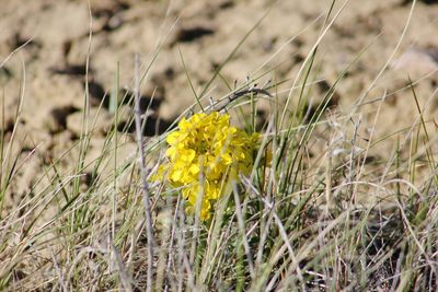 Close-up of yellow flowers growing in field