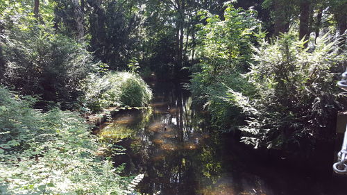 Trees growing in forest