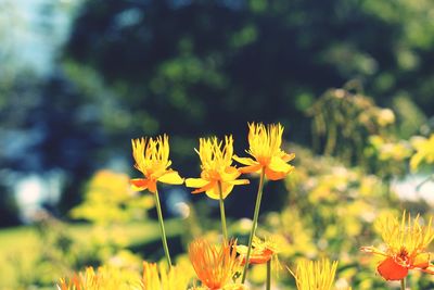 Close-up of yellow flowers blooming on field