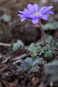 Close-up of purple flowers