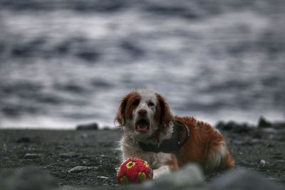 Dog in the beach