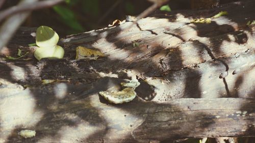 Close-up of fungus growing on tree