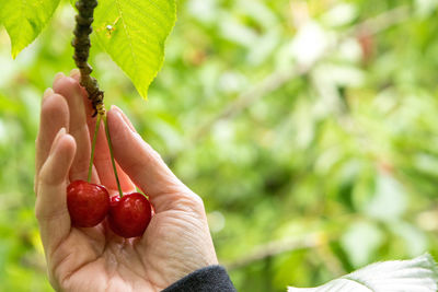 Midsection of person holding strawberry