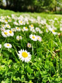 Close-up of white daisy flowers on field