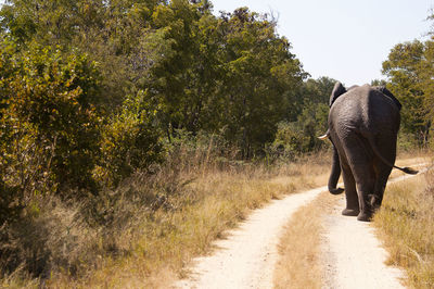 Rear view of elephant walking on dirt road