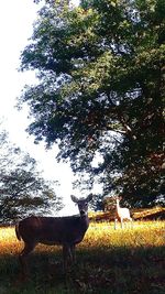 Trees on field against sky