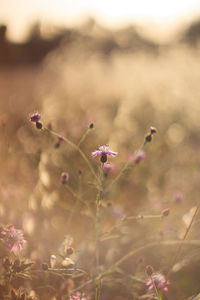 Close-up of cornflower