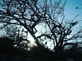 Low angle view of bare trees against sky