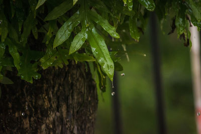 Close-up of raindrops on tree trunk