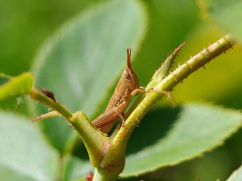 Close-up of insect on plant