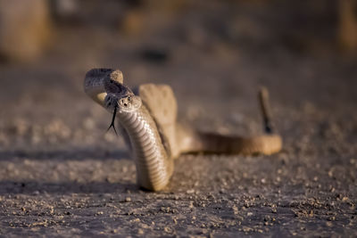 Close-up of lizard on land