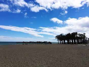 Palm trees on beach