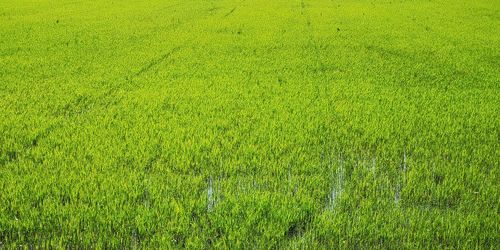 Full frame shot of agricultural field