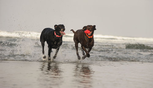 Dogs running on sea shore against sky