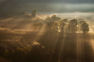 Sunlight streaming through trees on landscape against sky