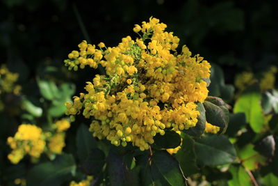 Close-up of yellow flowers blooming outdoors