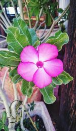 Close-up of pink flowers