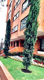 Trees and plants growing in lawn outside building