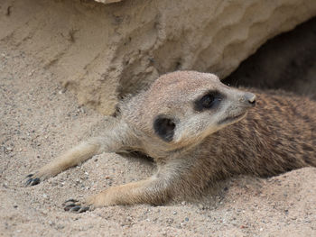 High angle view of animal lying on sand