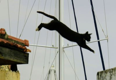 Low angle view of bird against clear sky