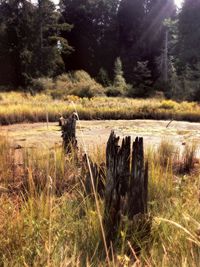 View of sheep on field