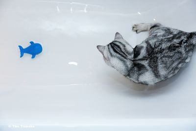 Close-up of cat in bathtub