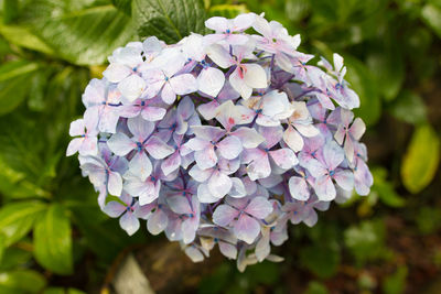 Close-up of hydrangea blooming on plant